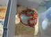 TANGERINE HONDURAN MILK SNAKE