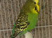 Budgie pair