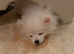 Pomeranian boy fully vaccinated and ready to leave