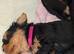 Little miss pink