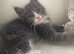 Playful loving Mainecoon/Ragdoll male kitten