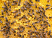 6 Frame Overwintered National Nuc of Bees 2027 Spring