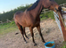 ROR Eligible/ mother daughter share/ Event prospect
