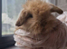 baby bunnies ready for booking!!
