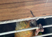 Pineapple conure with cage