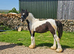 Beautiful native pieblald colt