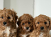 cavapoochon
