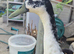 Two male runner duck pets