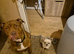 Staffy cross for sale