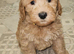 Ready 1 girl, licenced breeder! dna clear f1b miniature cockapoo!