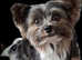 Purebred Pedigee Biewer Terrier Proven Stud