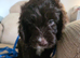 Australian Labradoodle Puppies