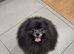 KC reg beautiful adult female pomeranian