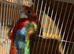 Rosella