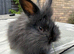 Stunning lion head and mini lion lop mixed breed