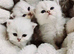 PURE PERSIAN KITTENS