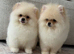 TWO TEDDY BEAR BOYS