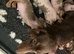 Minature dachshunds