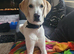 Sadly rehoming my beautiful boy