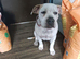 American bully