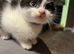 Kittens for sale 3 boys & 3 girls beautiful colours