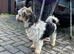 3 yr old Biewer terrier boy for sale