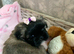 Miniature Imperial shih tzu puppies