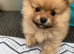 Gorgeous litter of fluffy poms