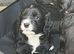 Puppies