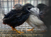 Chinese painted quail
