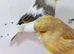 Beautiful Gloster canaries 1 pair, Ayrshire