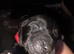 Patterdale mix