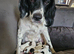 Spaniel pups
