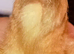 ***SPECIAL***Crested Bantam & Indian Runner Duckling females