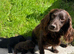 Working cocker spaniel puppies
