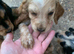 Show cocker spaniels