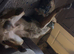 Beautiful 2 year old male German shepherd