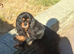 Beautiful black and tan girl