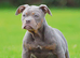5 star rated Licensed & Registered, olde English bulldog old tyme bulldogs