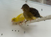 Young Fife canary