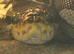 Mojave ball python