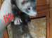 Ferret kits available swaps welcome