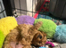 Stunning 100% red Tiny toy poodles