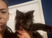 2 x male tica fully vaccinated mainecoon kittens ready now