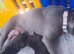Lilac blue and black stuff to Bull Terriers puppies