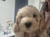 Boy Cavachon for sale