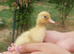 Cayuga Duck & Cherry Valley Duck Hatching Eggs