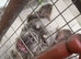 Frenchbulldog