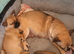 Tiny adorable mischievous puppies