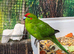 Kakariki